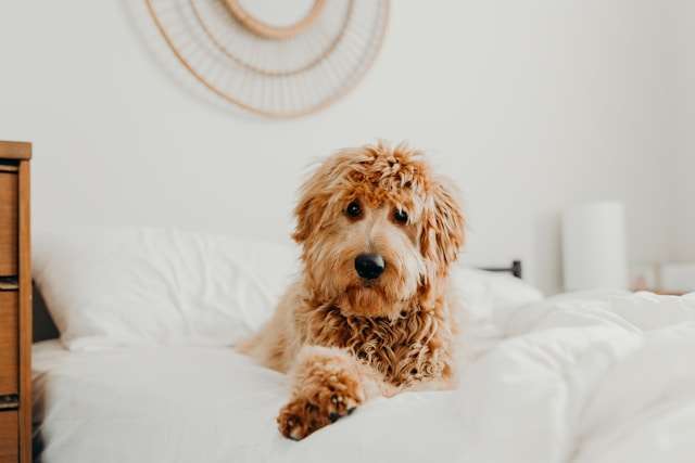 What Type of Dog Food Is Best for a Goldendoodle?