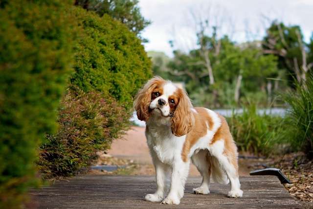 Best dog-friendle vegetables