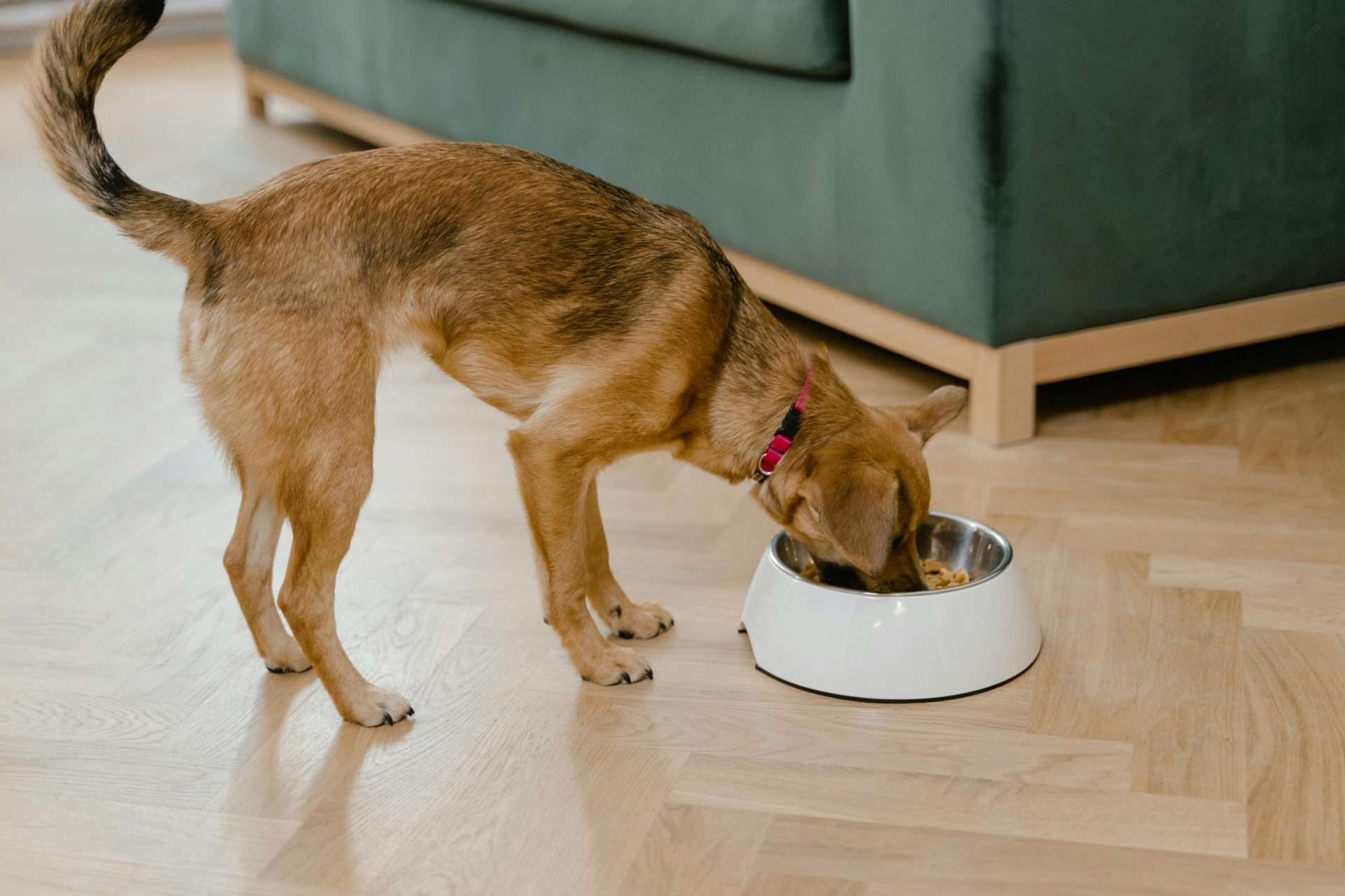 Dog Refuses to Eat
