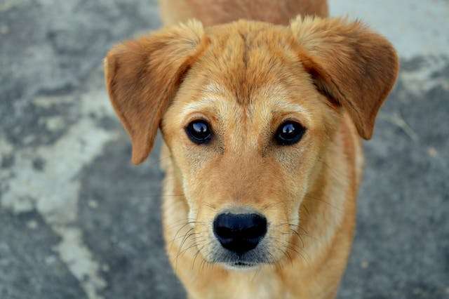 Natural Remedies for Itchy Dogs