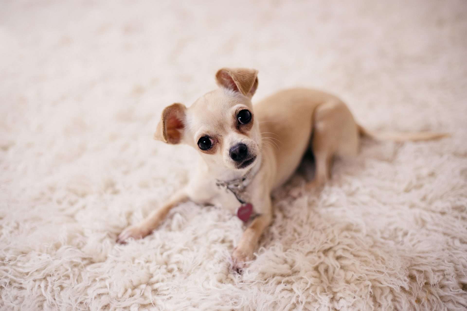 Food for Dogs with Chronic Conditions