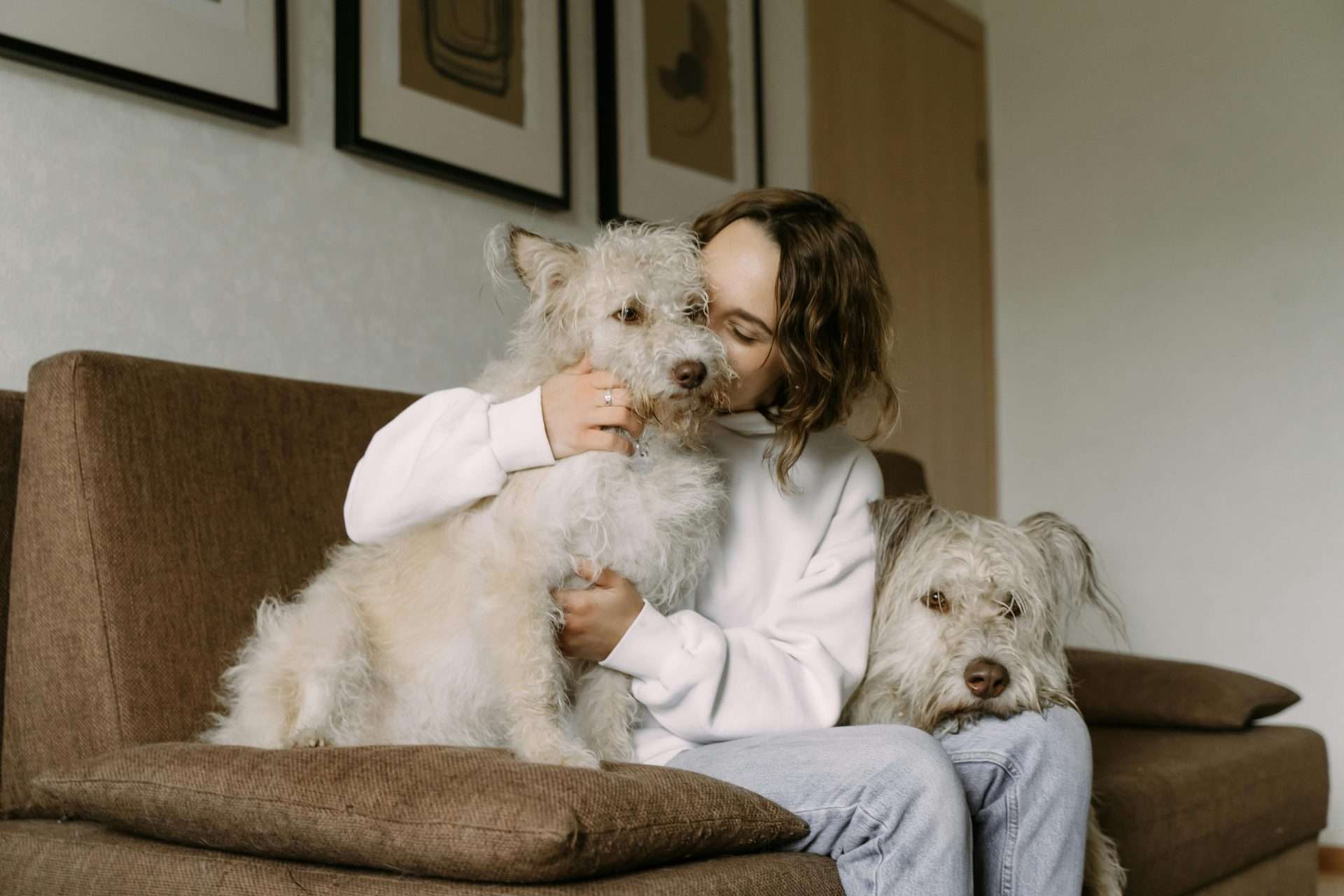Why Dogs Can't Eat Chocolate