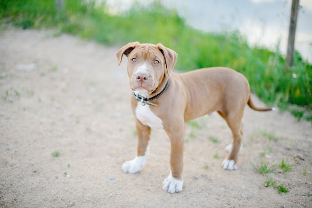 Dog Nutrition Advice for American Bullies Puppies