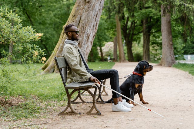 Transform Your Dog at Home With Proven Service Dog Training Secrets