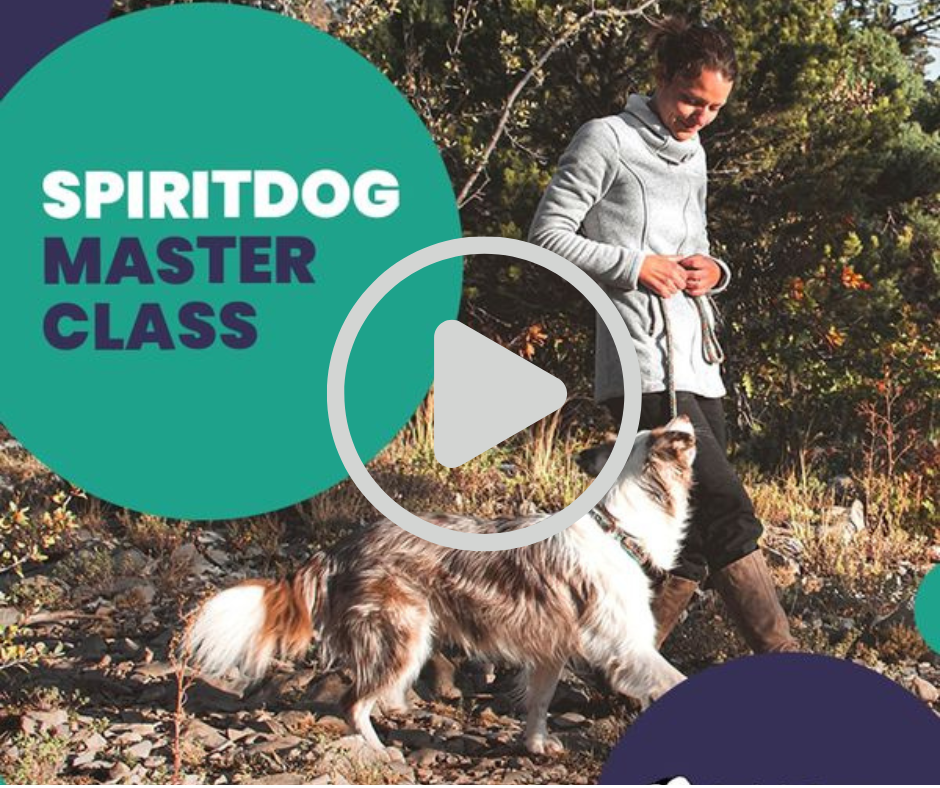 Online dog training