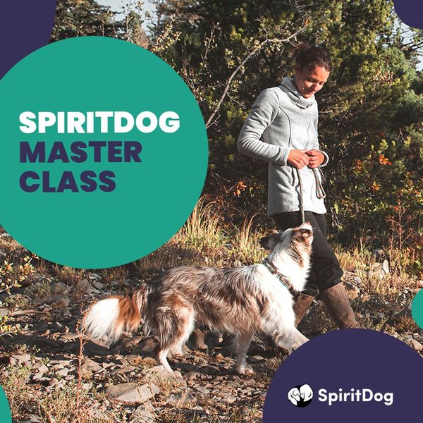 Online Dog Training