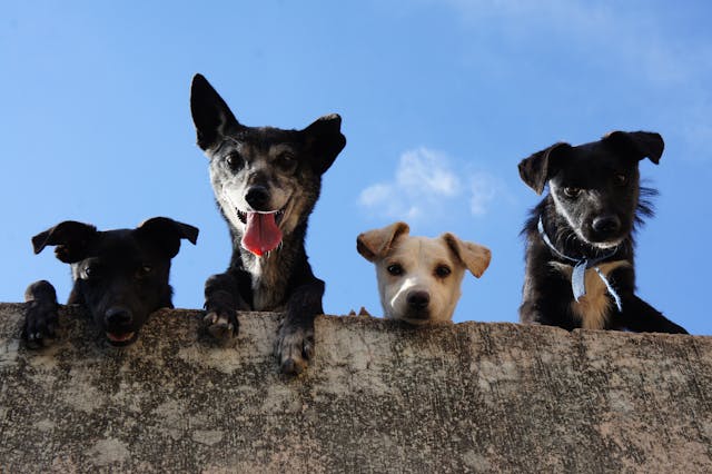 Dogs Itchy Skin