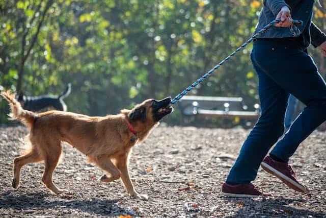 Online Dog Course