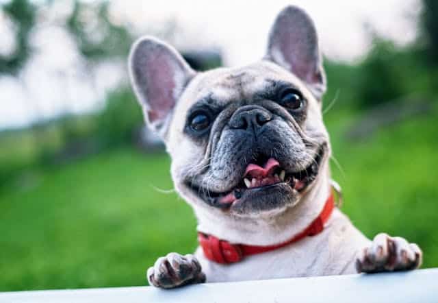 Small Dog Breeds That Shine in Online Dog Training
