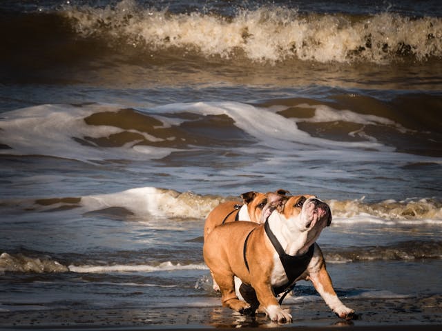 Best Dog Food for British Bulldogs
