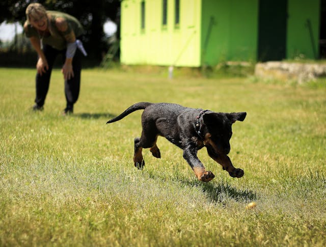 Dog Training
