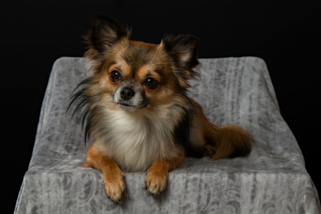 Small Dog Breeds That Shine in Online Dog Training and Socialization