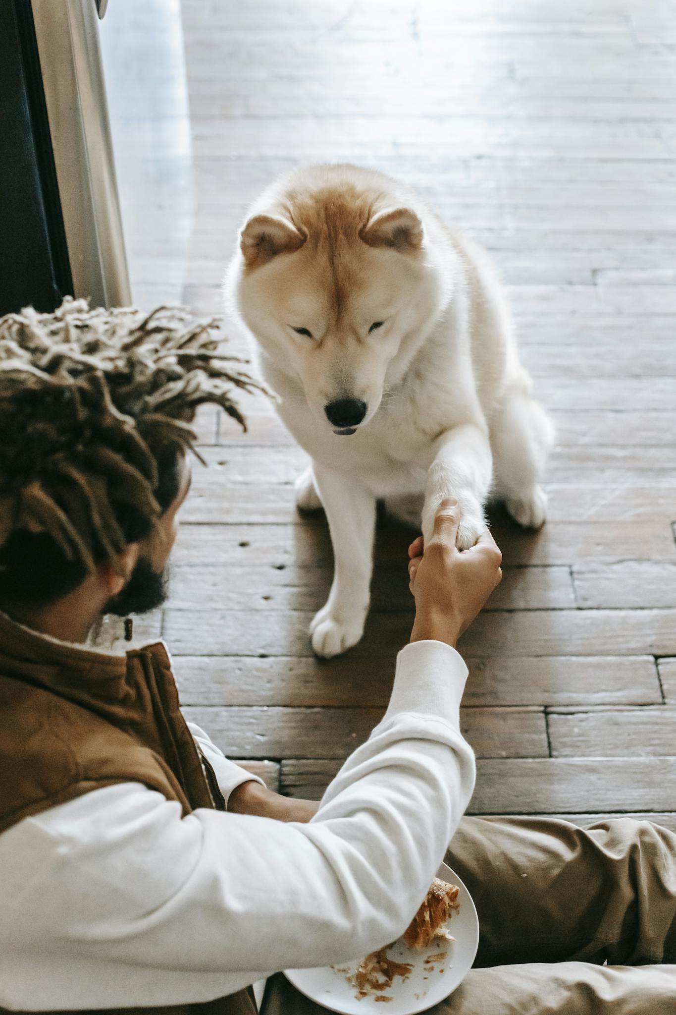 A man with dreadlocks offering a croissant to an Akita dog indoors, showing affection and companionship.