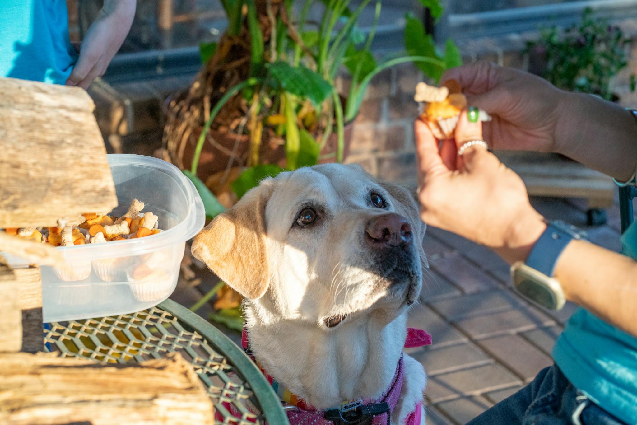 A yellow Labrador Retriever eagerly waits for a treat from a woman outdoors.