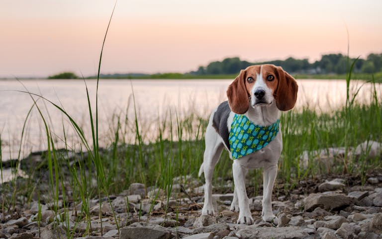 The Healthiest Dog Food for Small Breeds