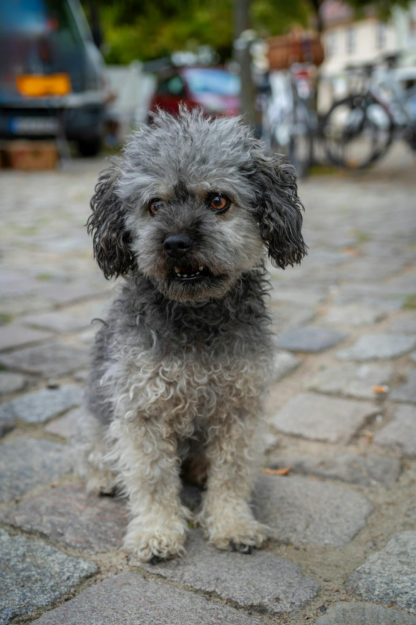 bolonka zwetna kleiner Hund