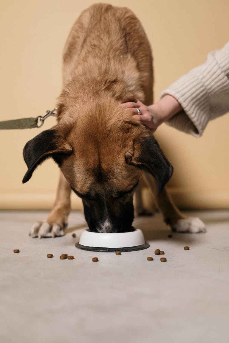 Best Dog Food