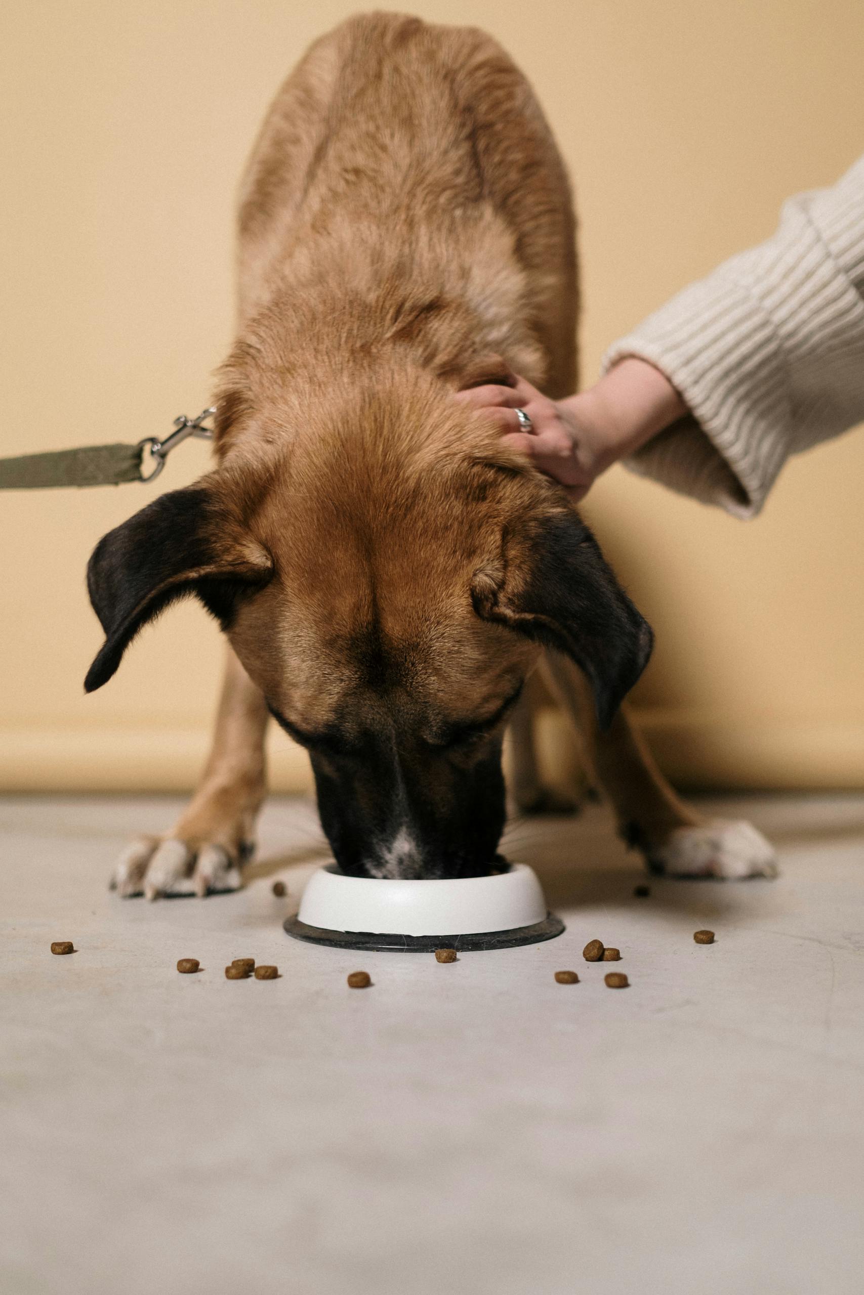 Best Dog Food