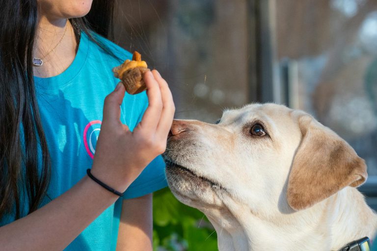 Close-up of Labrador Retriever eagerly waiting for a treat from its owner indoors.