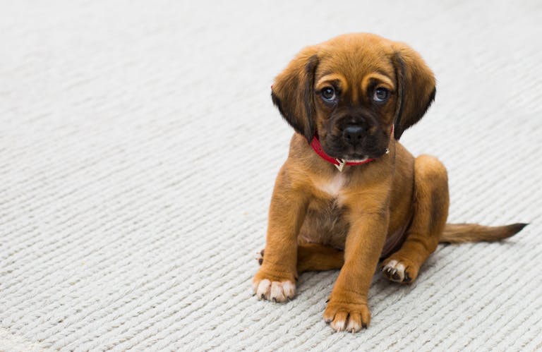 Puppy Feeding Schedule