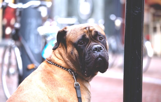 Best Puppy Food for Large Breeds