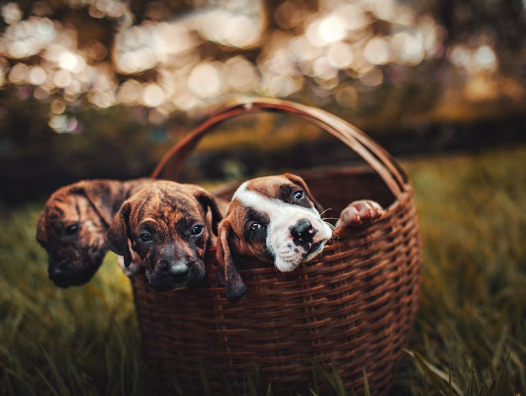 Puppy Supplements for Growth