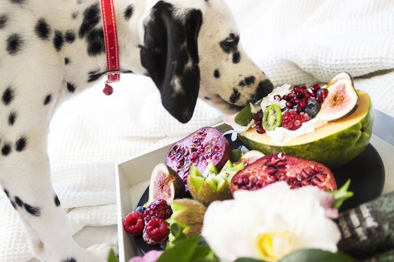 Homemade Dog Food Recipes for Sensitive Stomachs